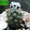 24a_ Coryphantha _durangensis _ssp.durangensis_ 01